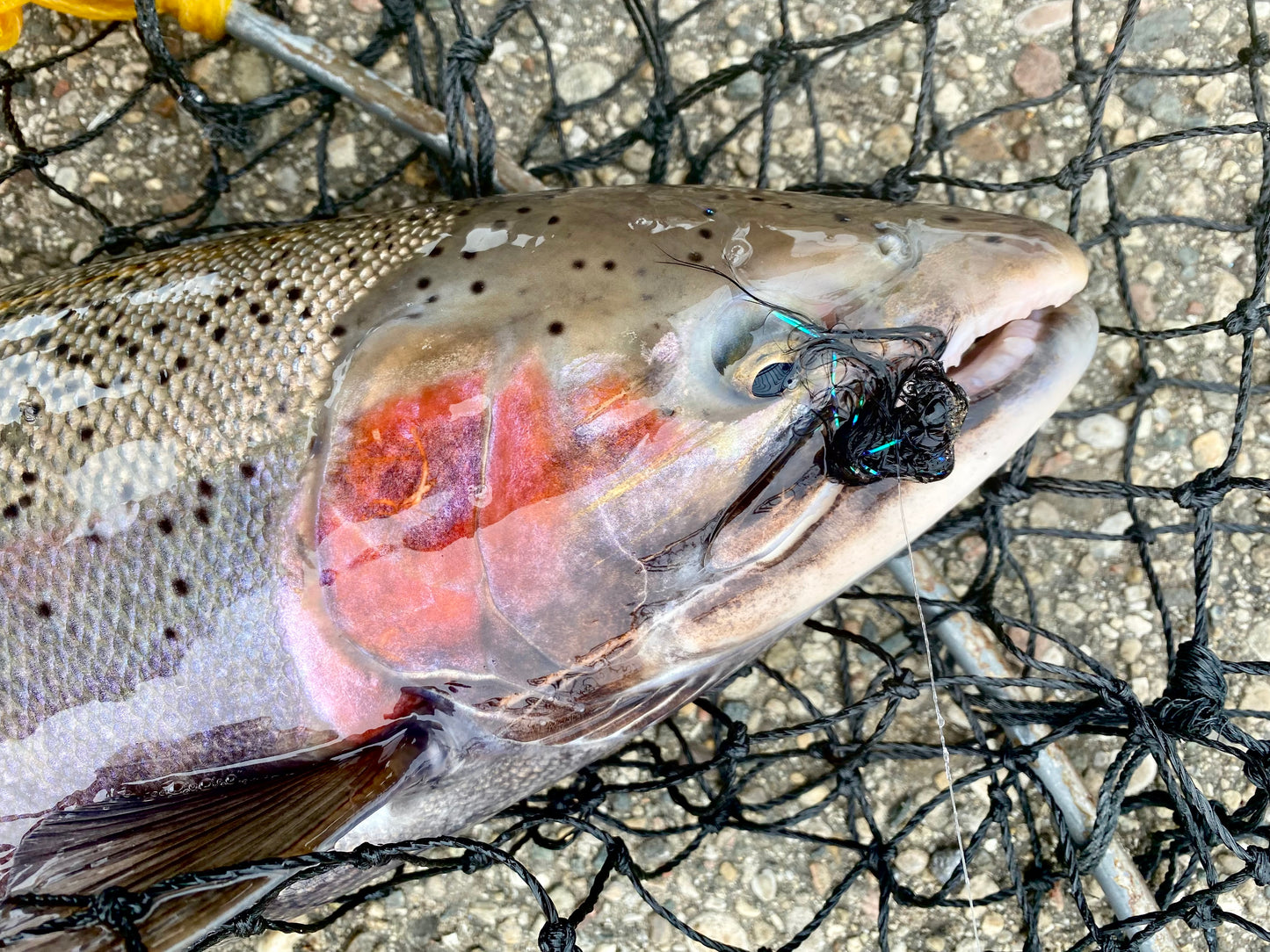 TJ Maribou Steelhead Jig
