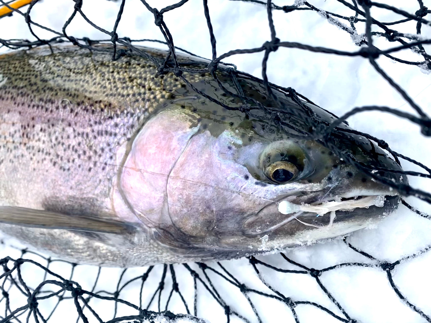 TJ Maribou Steelhead Jig