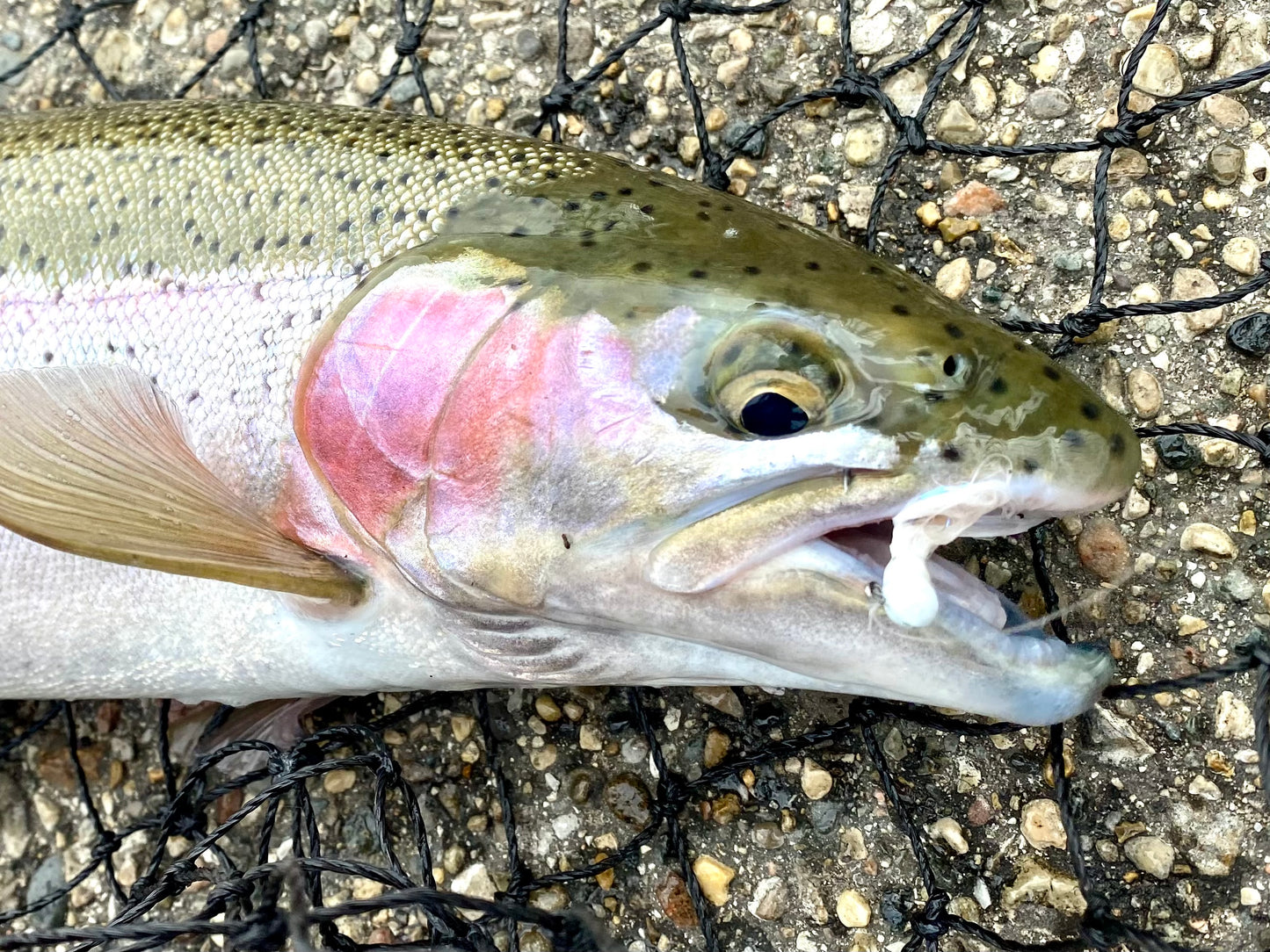 TJ Maribou Steelhead Jig